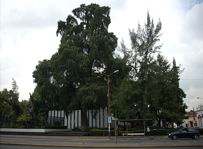 tree near metro Popotla